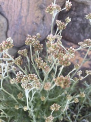 Pseudognaphalium biolettii