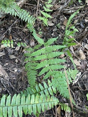 Macrothelypteris torresiana