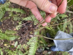 Macrothelypteris torresiana