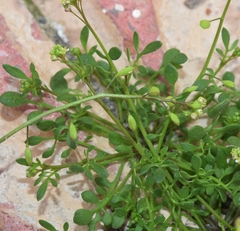 Hornungia procumbens
