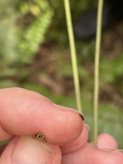 Macrothelypteris torresiana