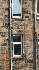 Carduelis carduelis britannica