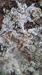 Paranectria oropensis