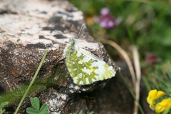 Euchloe simplonia