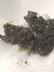 Scytinium lichenoides