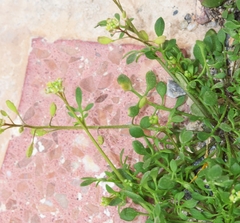 Hornungia procumbens