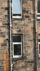 Carduelis carduelis britannica