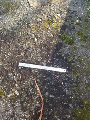 Scytinium lichenoides