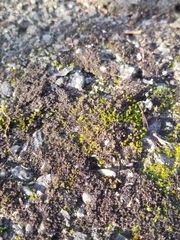 Scytinium lichenoides