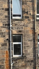 Carduelis carduelis britannica