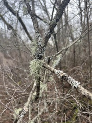Usnea hirta