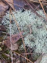 Cladonia subtenuis