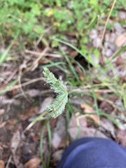 Eleusine tristachya