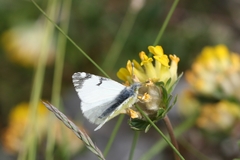 Euchloe simplonia