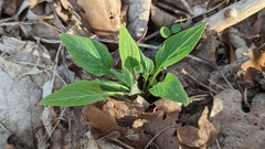 Cynoglossum officinale