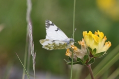 Euchloe simplonia