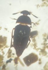 Leiodidae