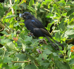 Cyanoloxia brissonii