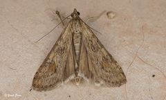 Nomophila noctuella