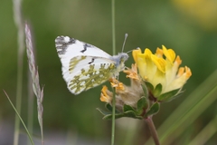 Euchloe simplonia