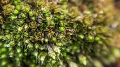 Ptychostomum capillare