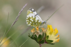 Euchloe simplonia