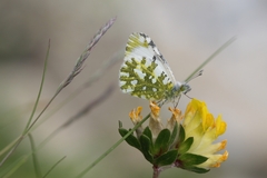 Euchloe simplonia