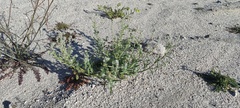 Cryptantha barbigera barbigera
