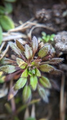 Draba verna
