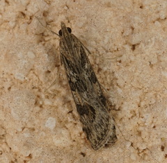 Nomophila noctuella