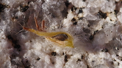 Cryptantha barbigera barbigera
