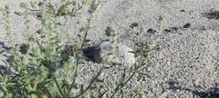 Cryptantha barbigera barbigera