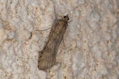 Nomophila noctuella