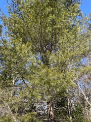 Pinus strobus