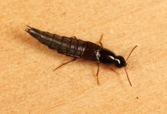 Quedius semiaeneus