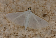 Palpita vitrealis