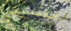 Cryptantha barbigera barbigera