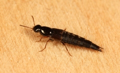 Quedius semiaeneus