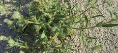 Cryptantha barbigera barbigera