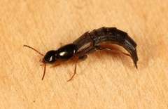 Quedius semiaeneus