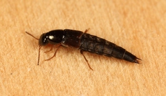 Quedius semiaeneus