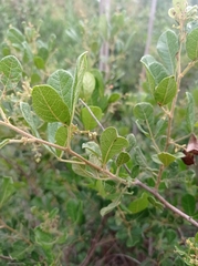 Anacardiaceae
