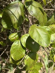 Stigmaphyllon floribundum