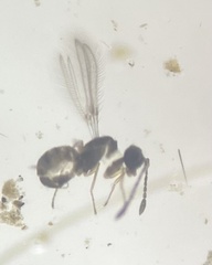 Anaphes