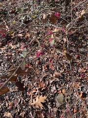 Loropetalum chinense