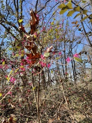 Loropetalum chinense