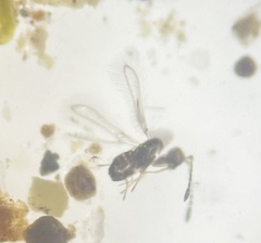 Anaphes