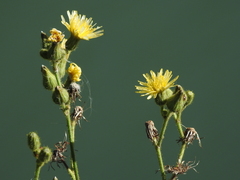 Sonchus palustris