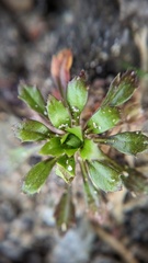 Draba verna