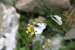 Euchloe simplonia
